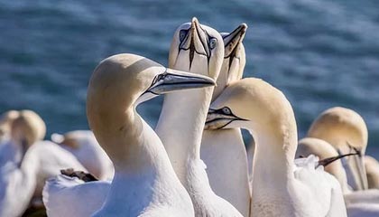 乐鱼-苏宁夺冠历程回顾：3大战役锤炼出中超新霸主