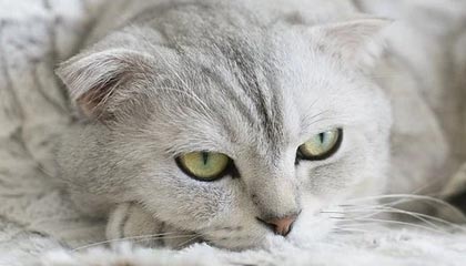 乐鱼-5分钟2球！余星悦助攻郑璐抢点破门完成双响，U20女足2-0领先越南