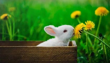 乐鱼-【德甲】科芒传射莱万破门 拜仁3比1逆转斯图加特